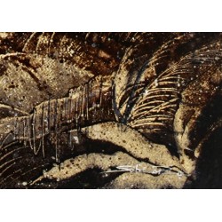 Le Jaguar, dans la Forêt Amazonienne